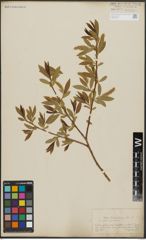 Foto von Salix alba L. x Salix pentandra L.